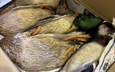 宮城県産真鴨入荷中