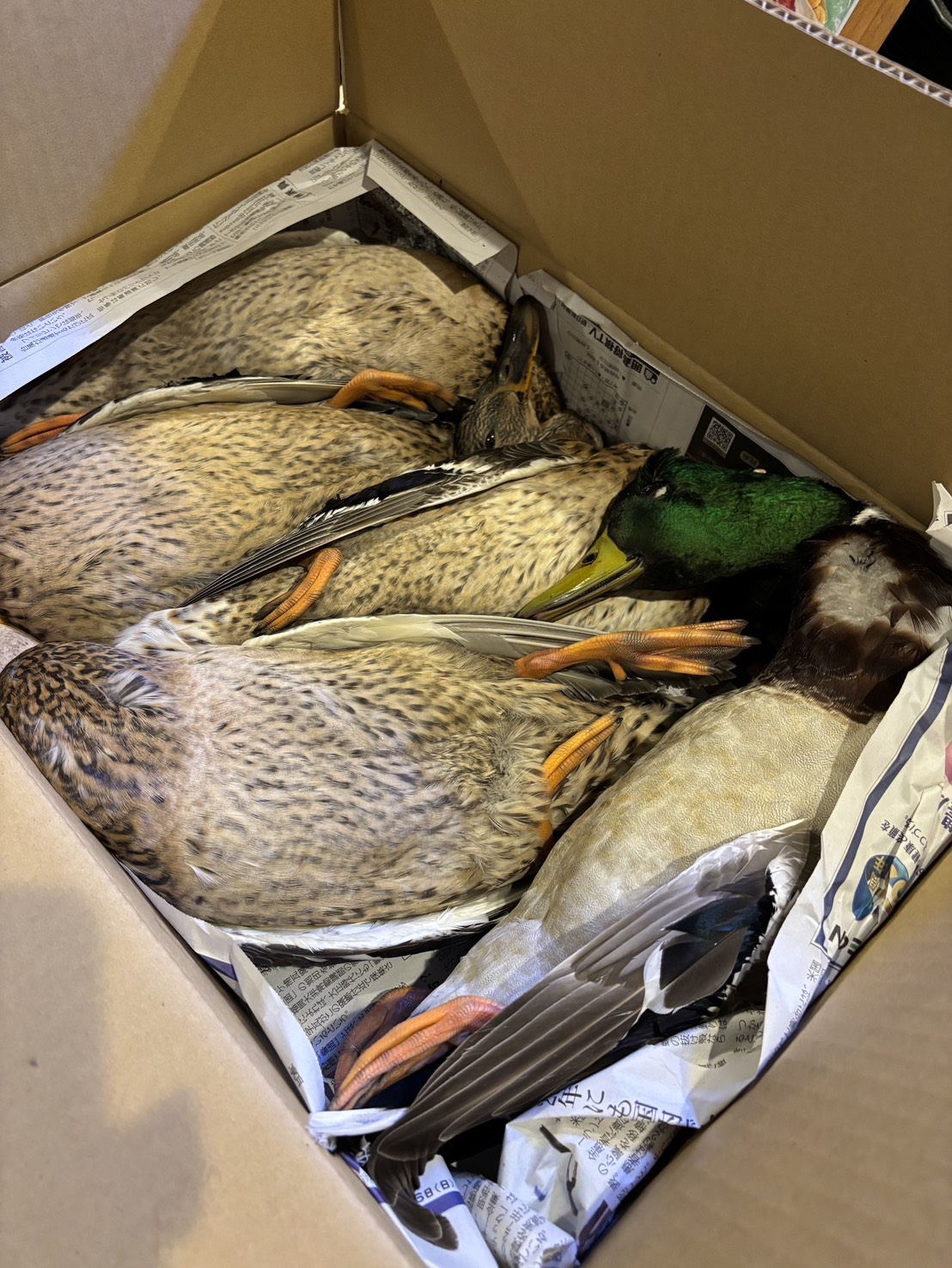 line_oa_chat_251219_161502