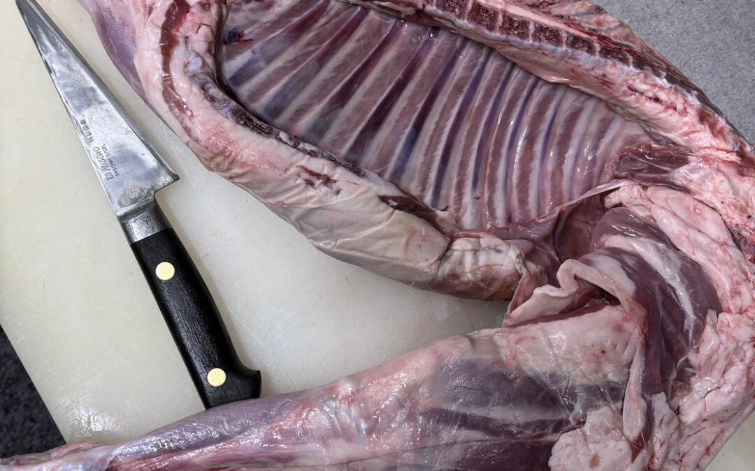 アニョードレ 半頭で入荷してます