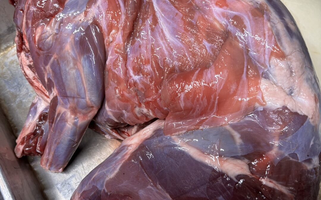 キョン（台湾鹿）1頭で入荷してます